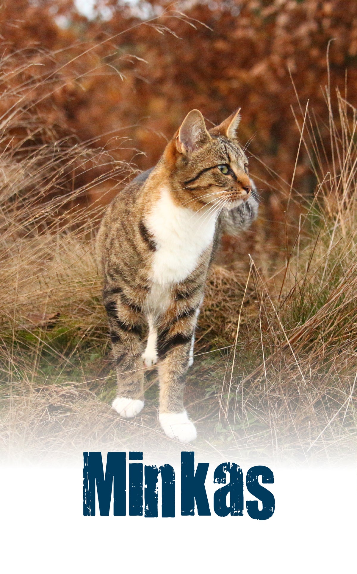 Banner_370_x_594_minkas